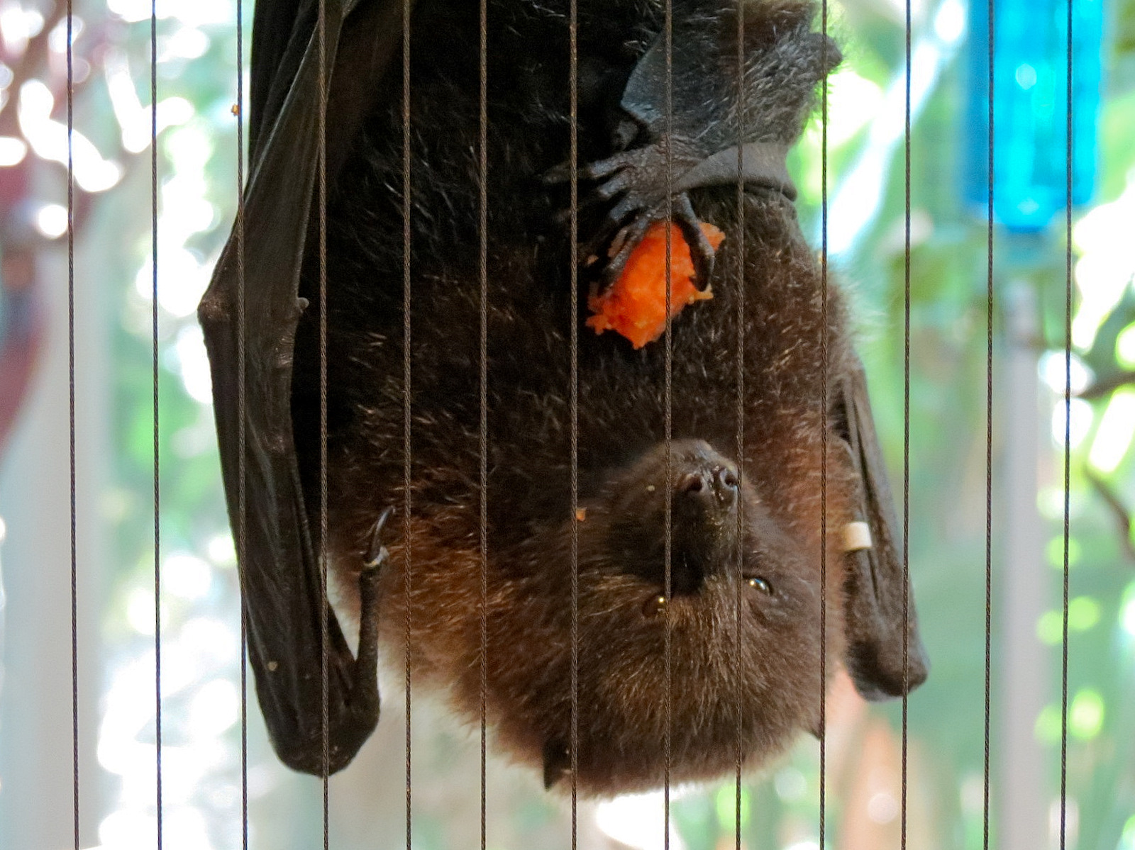 Rodrigues Fruit Bat