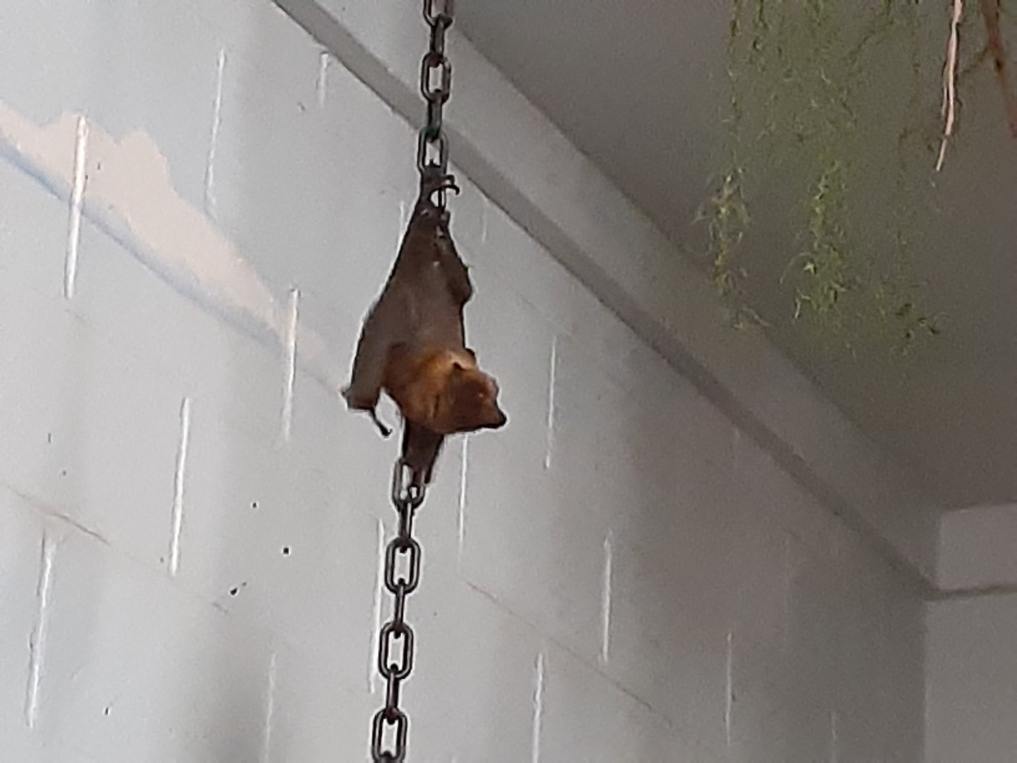 Rodrigues Fruit Bat