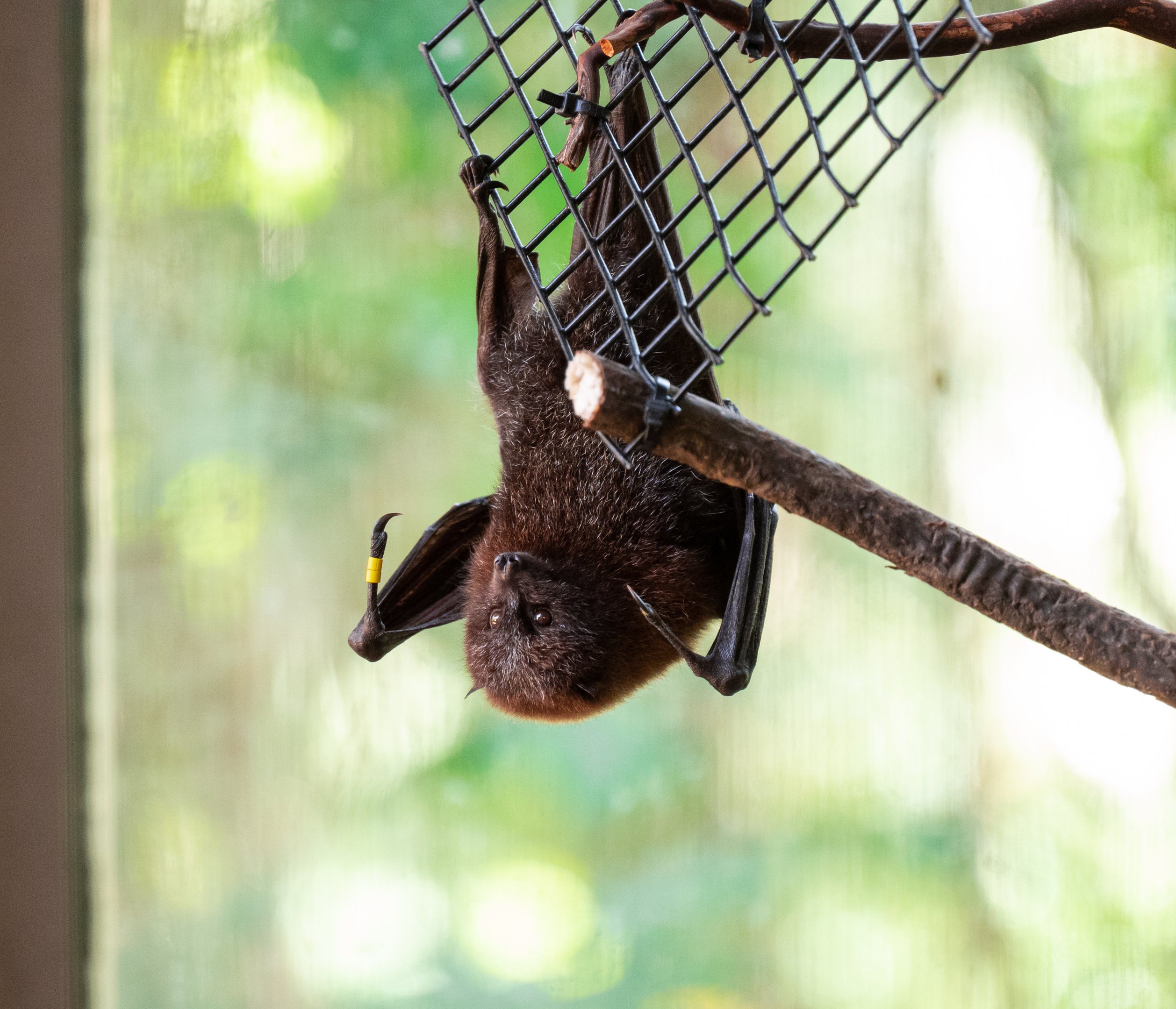 Rodrigues Fruit Bat