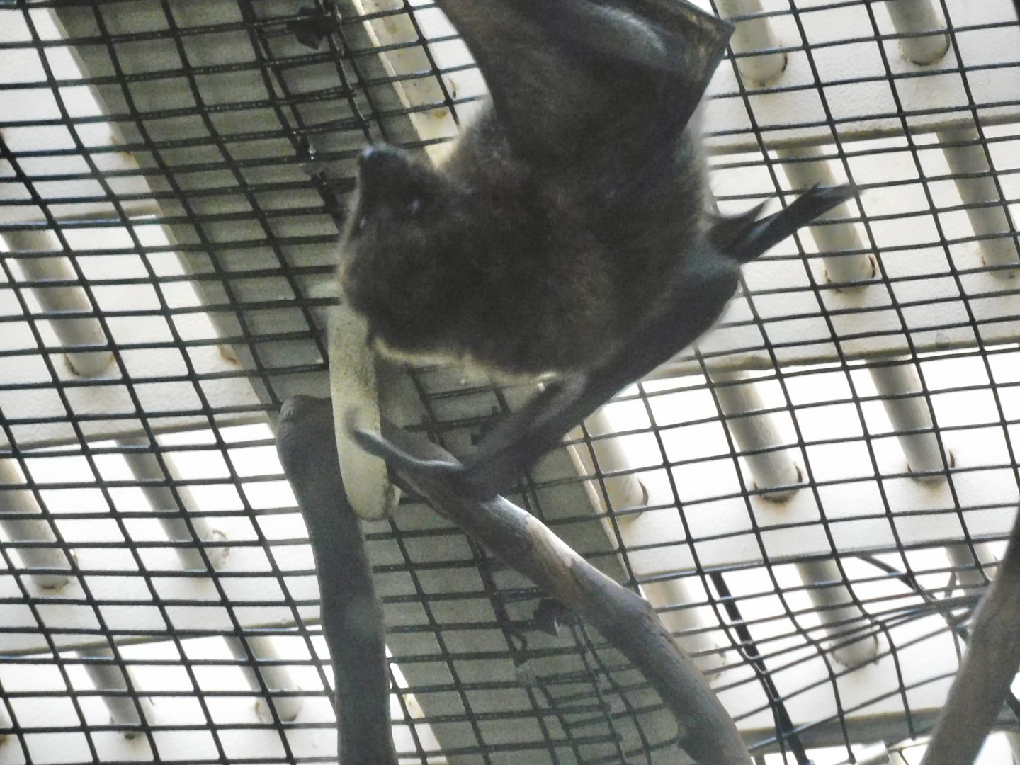 rodrigues fruit bat