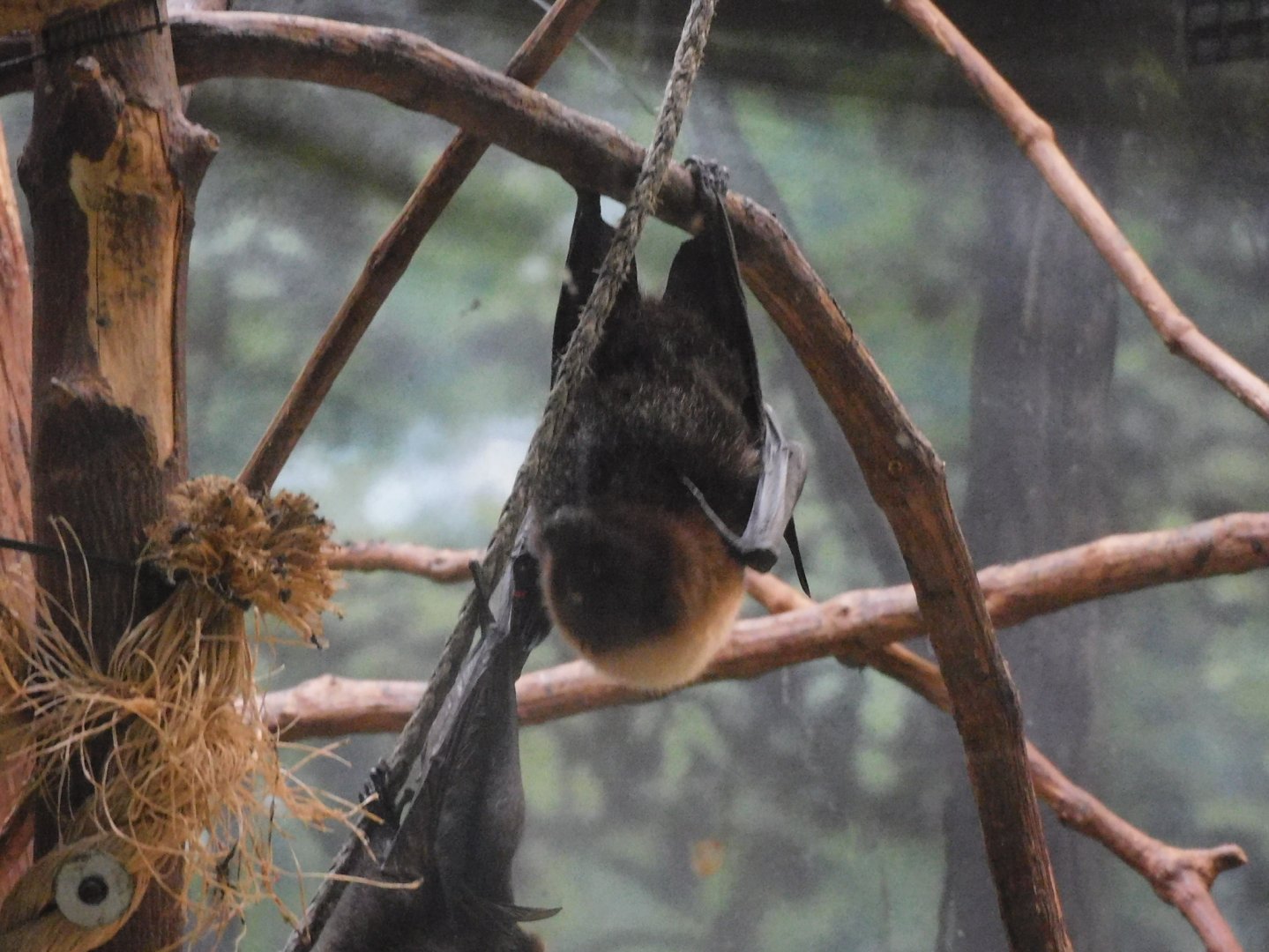 rodrigues fruit bat