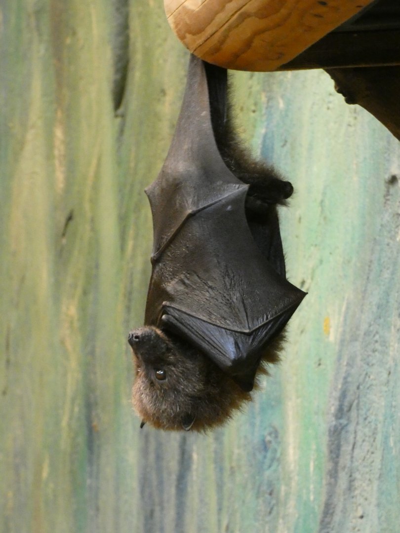 Rodrigues fruit bat