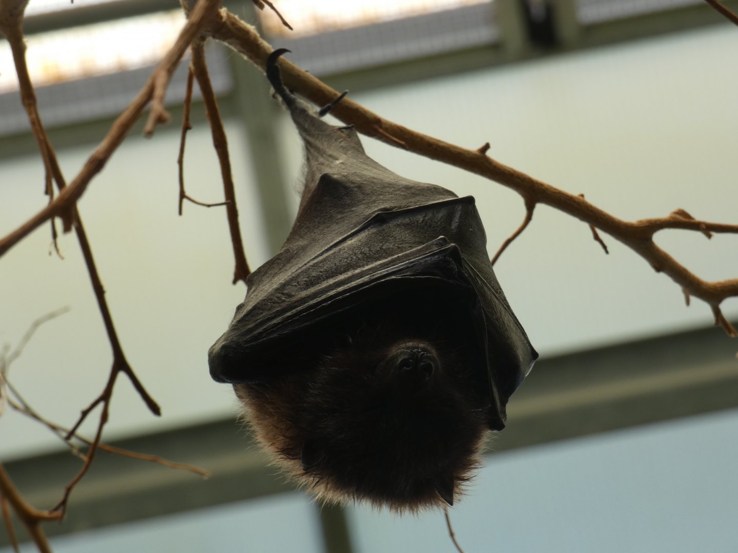 Rodrigues fruit bat