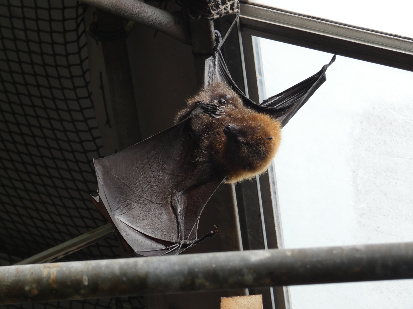 Rodrigues fruit bat