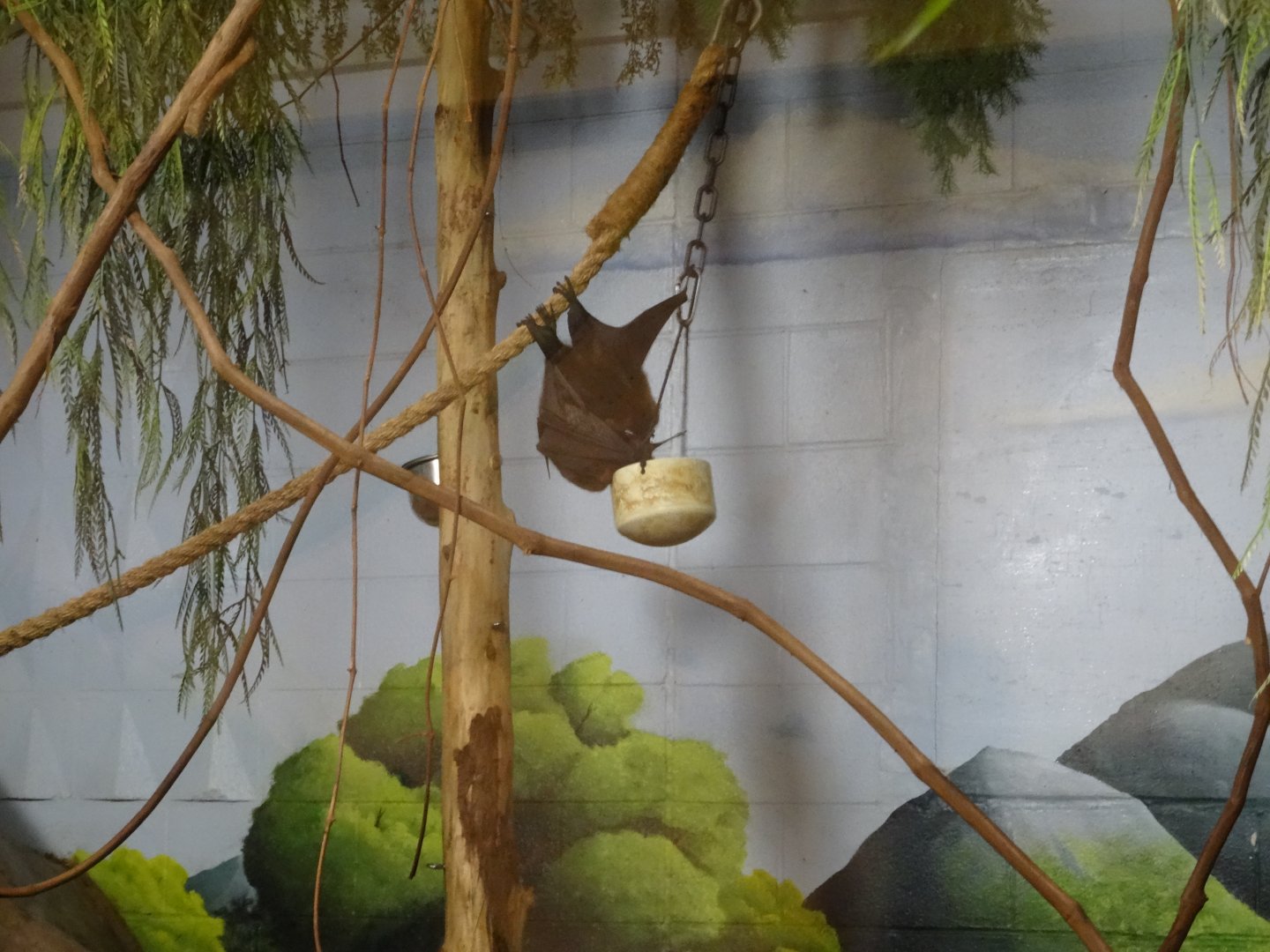Rodrigues Fruit Bat