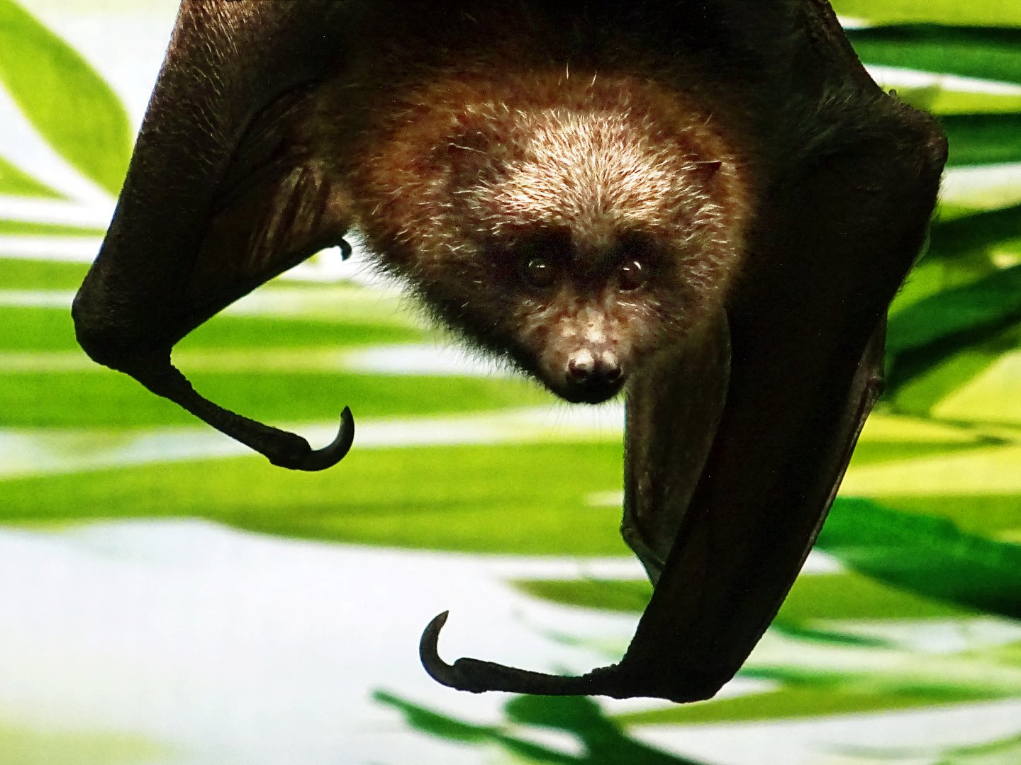 Rodrigues Fruit Bat