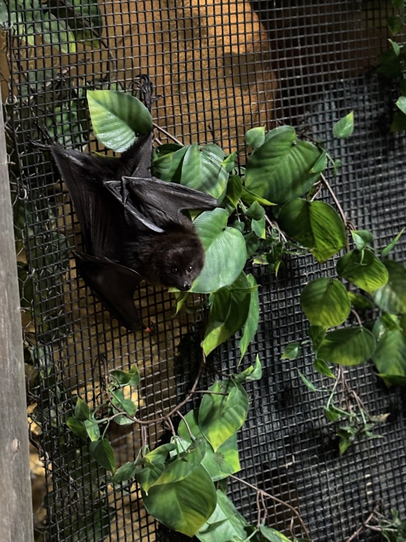 Rodrigues Fruit Bat