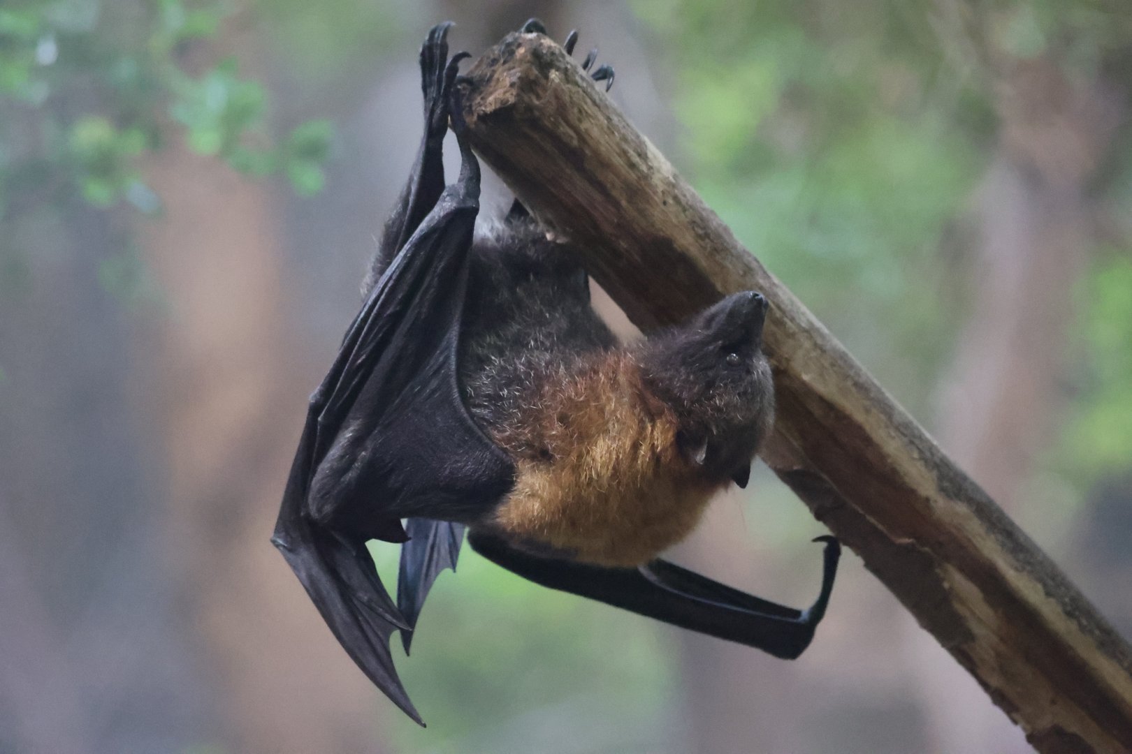 Rodrigues Fruit Bat
