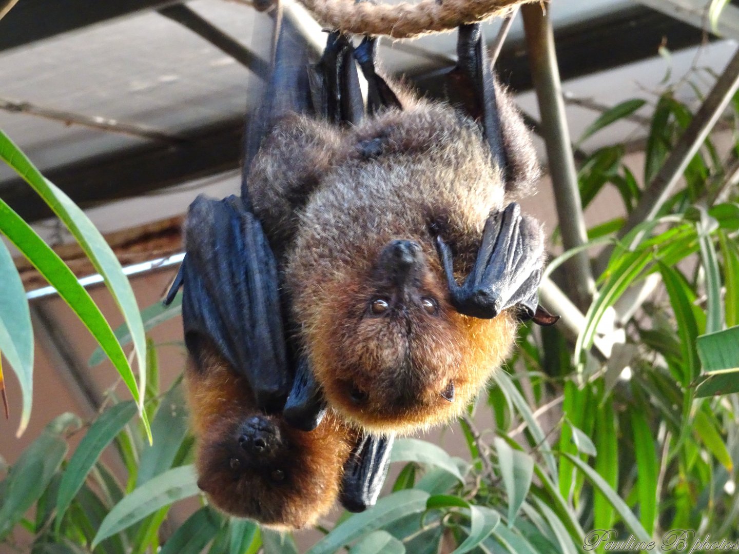 Rodrigues Fruit Bats 16 November 2025