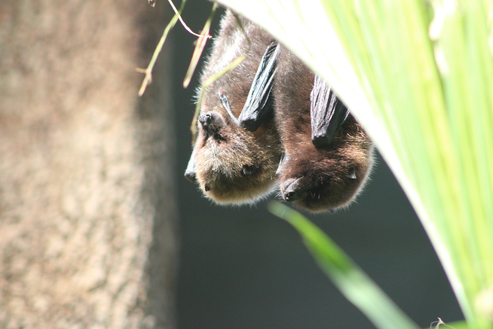 Rodrigues Fruit Bats (Pteropus rodicensis)