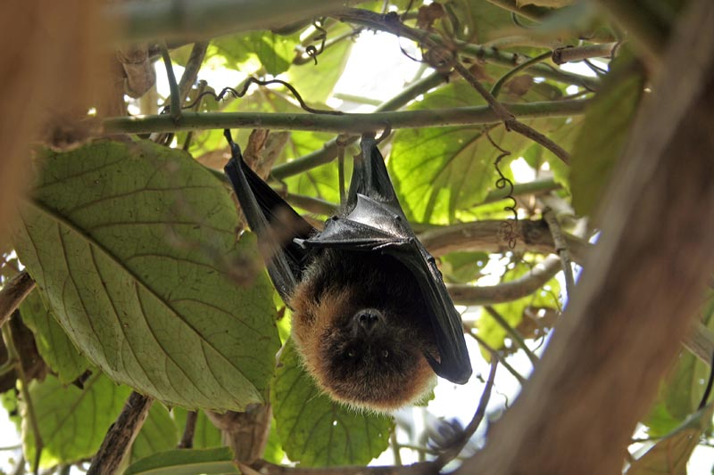 Rodrigues Fruit Bats (Pteropus rodricensis)