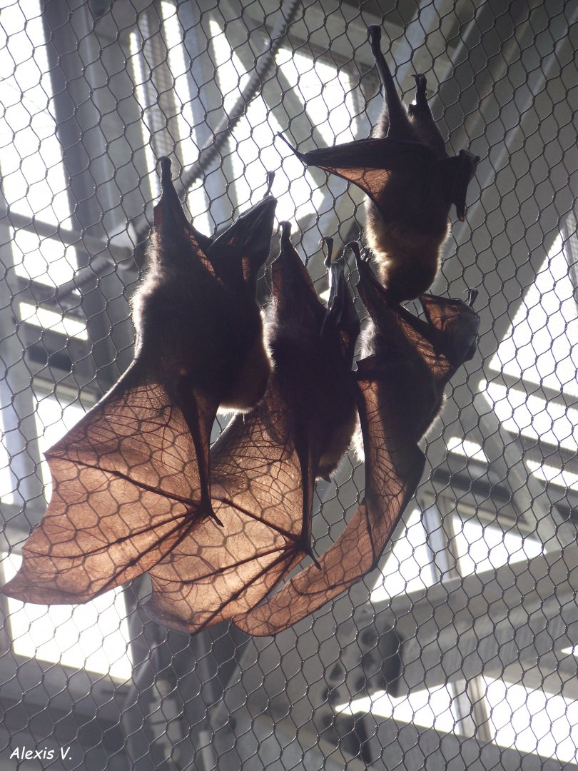 Rodrigues Fruit Bats - Zooparc de Beauval - 13/07/2024