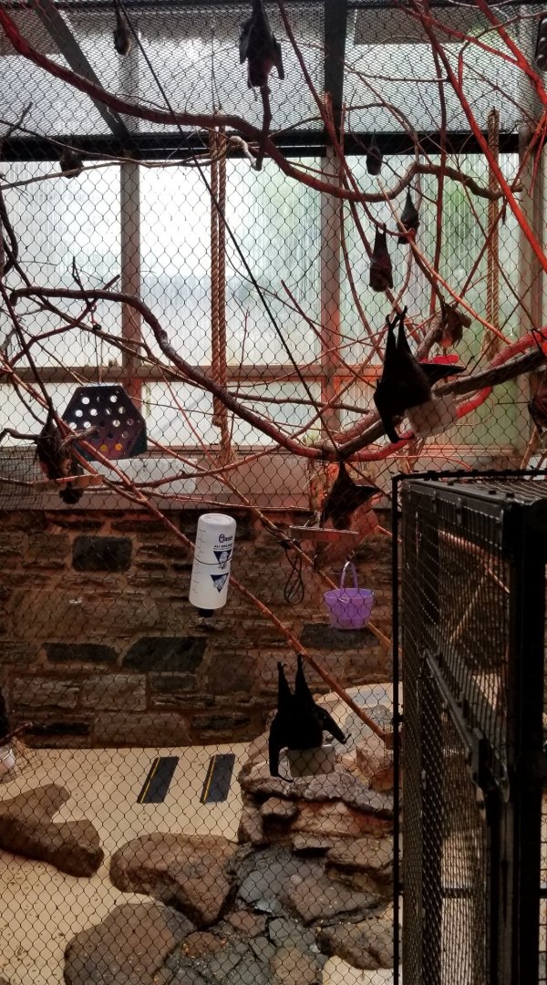 Rodrigues Fruit Bats