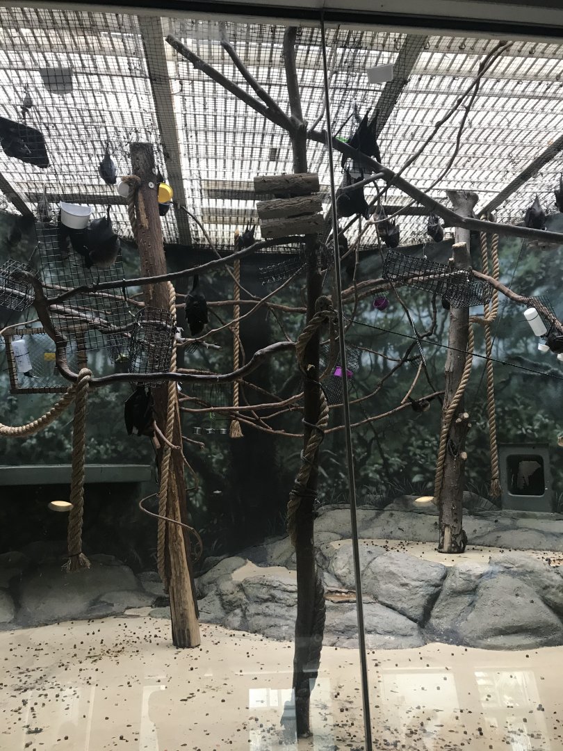 Rodrigues fruit bats