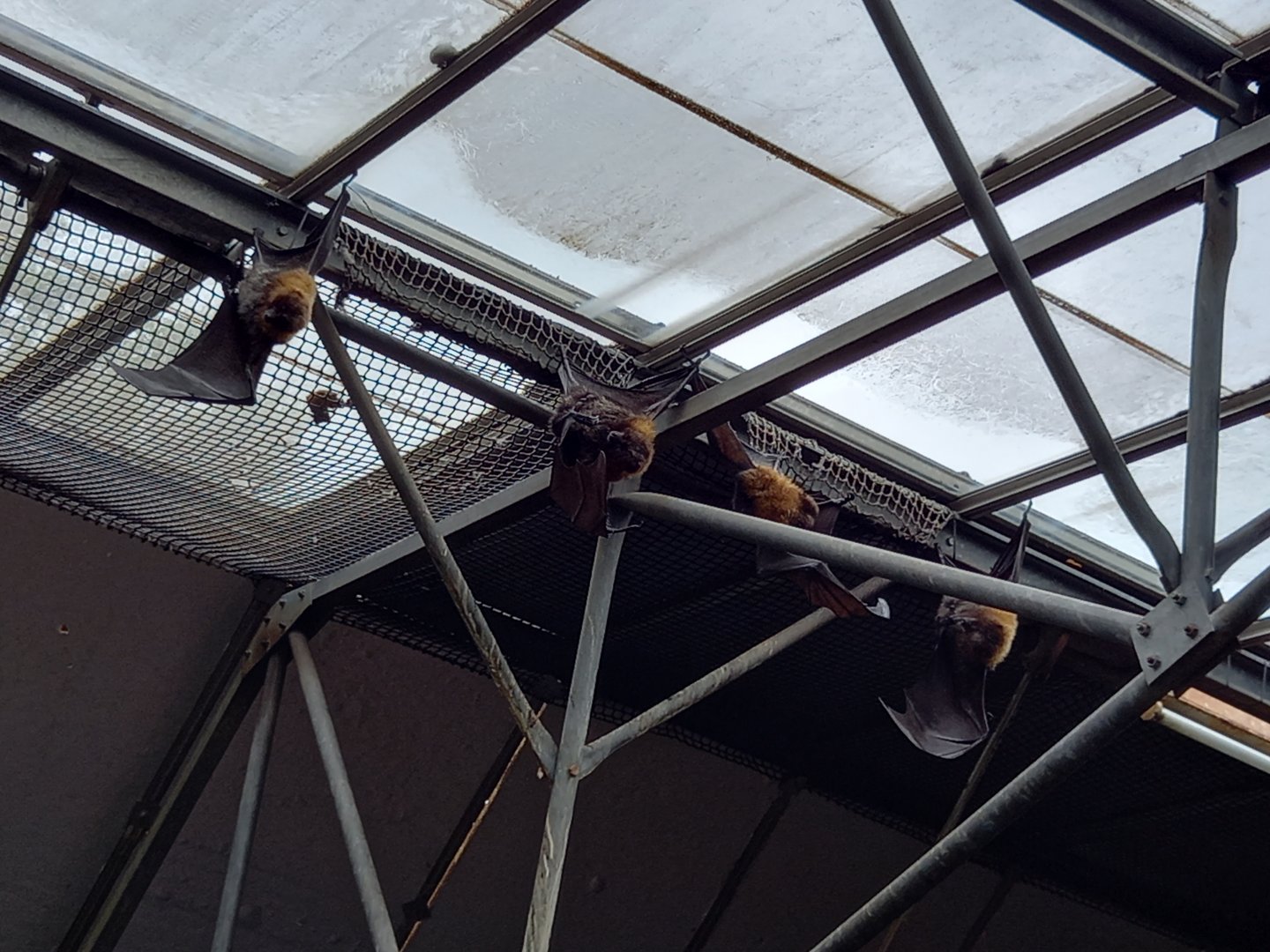 Rodrigues Fruit Bats