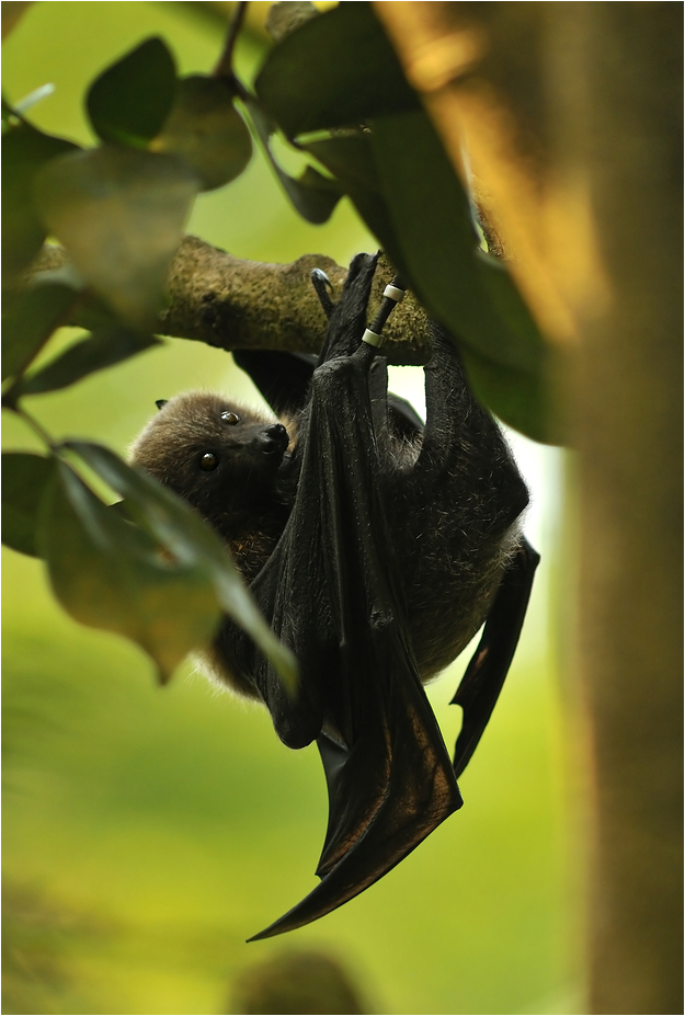 Rodrigues fruitbat at Zürich Zoo