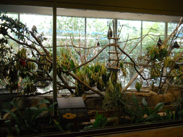 Rodrigues Island fruit bat exhibit