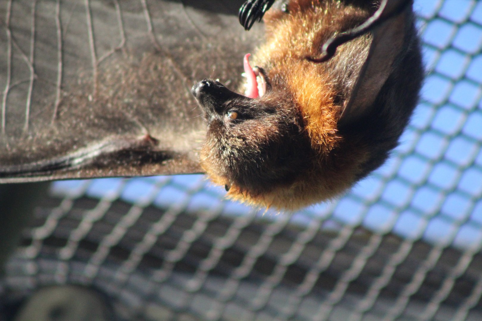 Rodrigues Island Fruit Bats