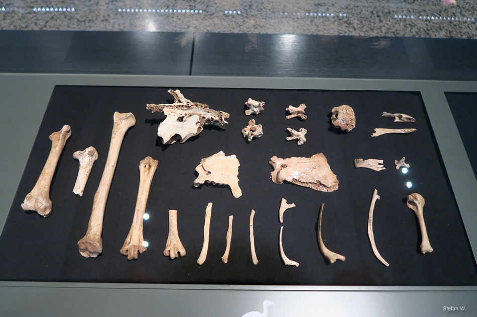 Rodrigues solitaire (Pezophaps solitaria) - Darmstadt Landesmuseum