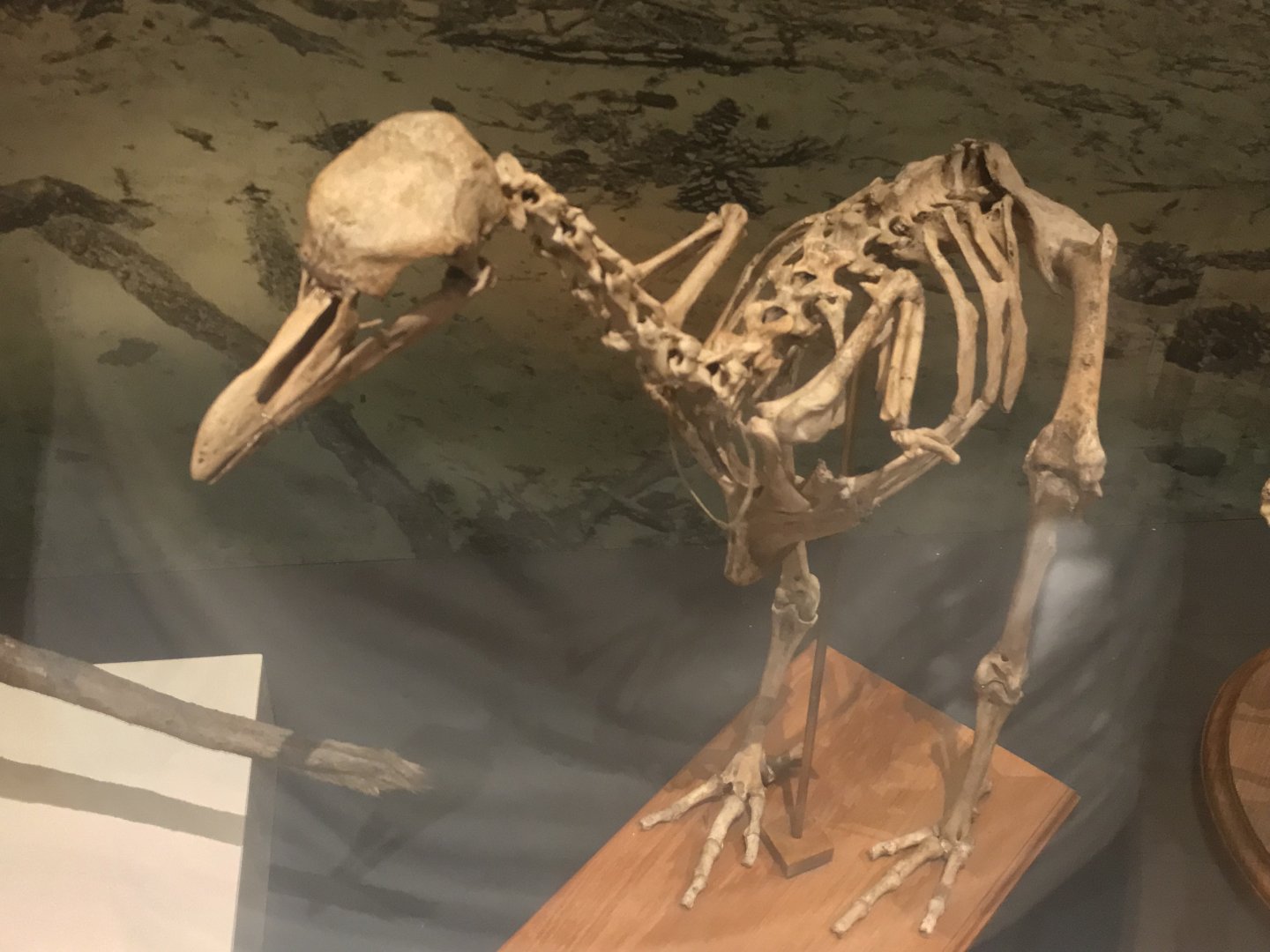 Rodrigues solitaire skeleton