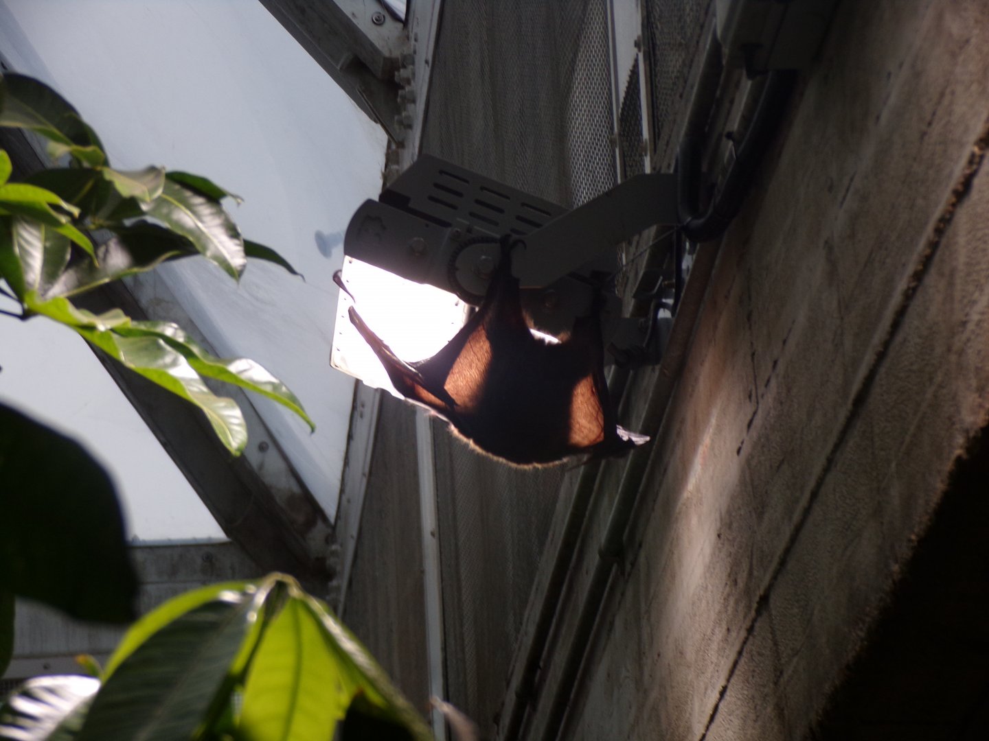 Rodriguez flying fox 11.2.25