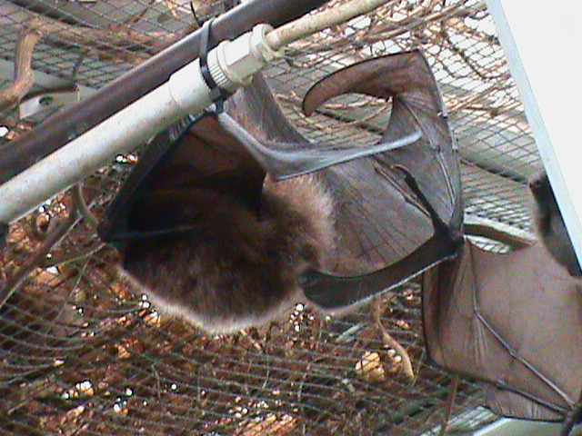 rodriguez flying fox 211010