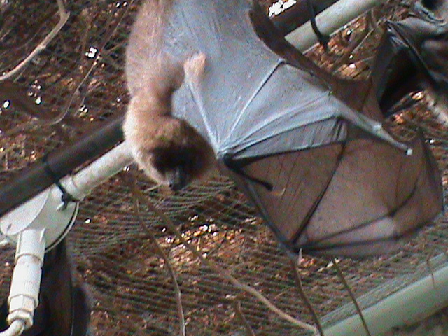 rodriguez flying fox 211010