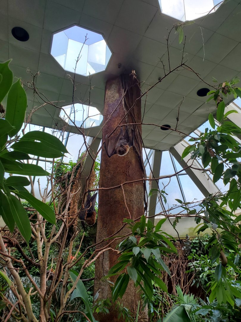 Rodriguez Flying Fox - August 2021