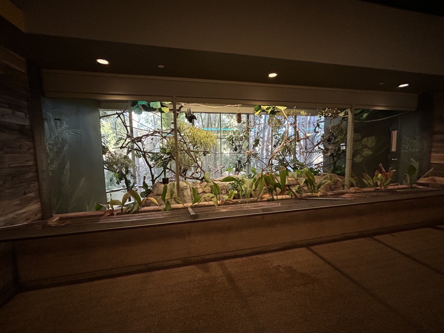 Rodriguez Flying Fox Exhibit - Nairobi Village