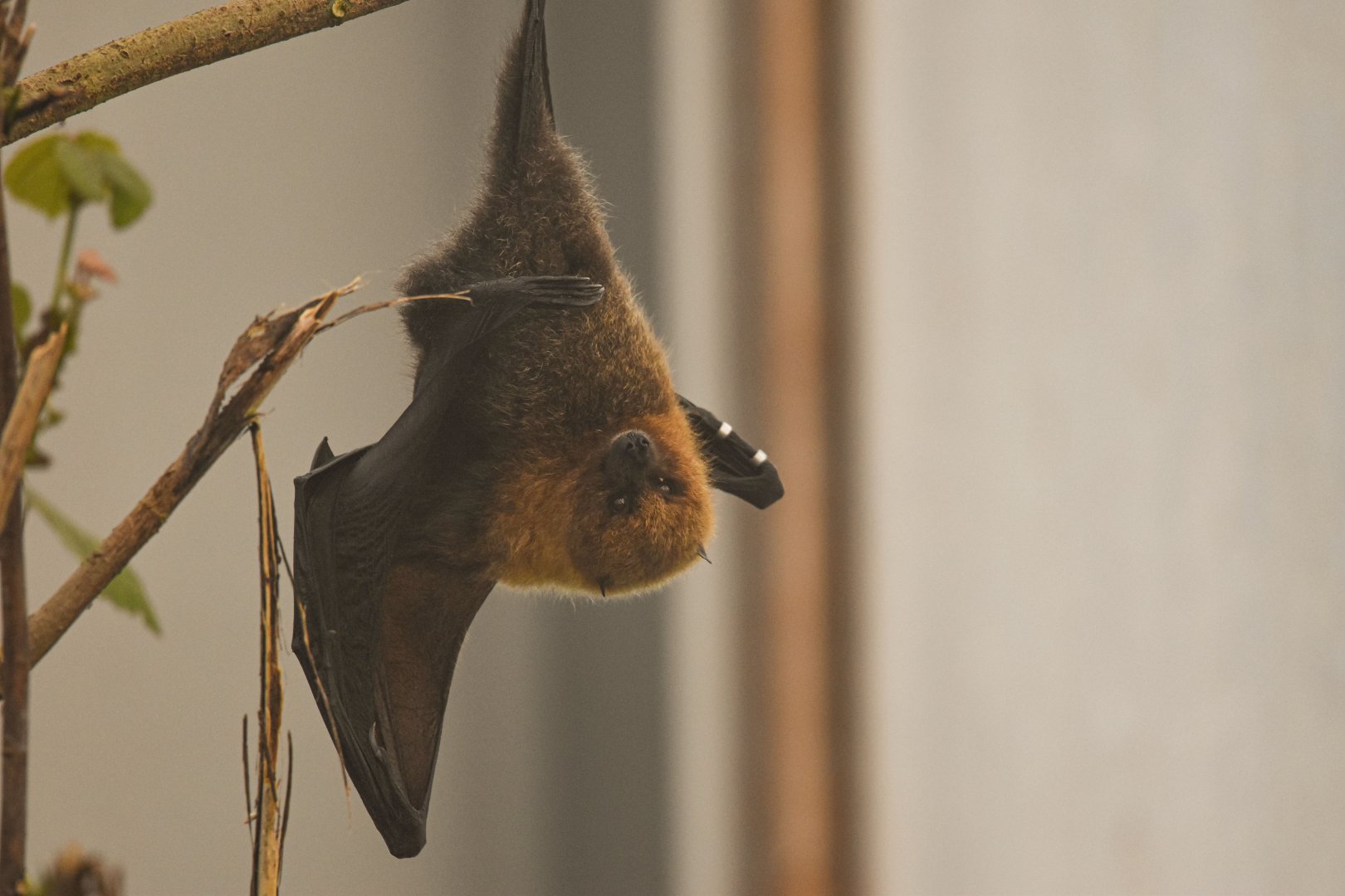 Rodriguez flying fox (October 2020)