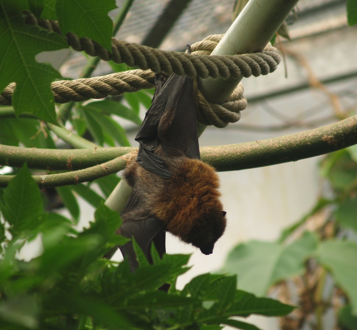 Rodriguez flying fox (Pteropus rodricensis), 2006-07-08