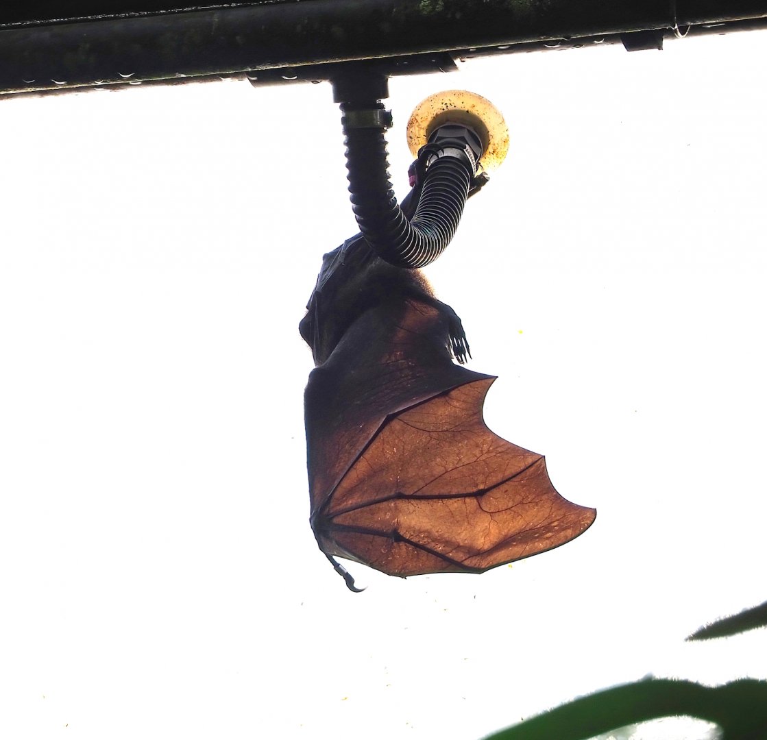 Rodriguez flying fox (Pteropus rodricensis), 2023-10-07