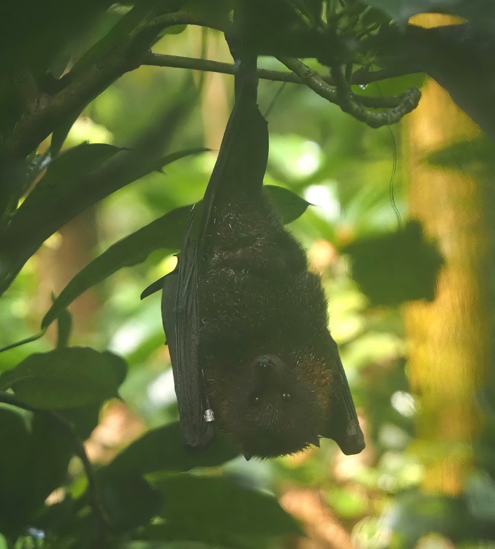Rodriguez flying fox (Pteropus rodricensis), 2025-05-17