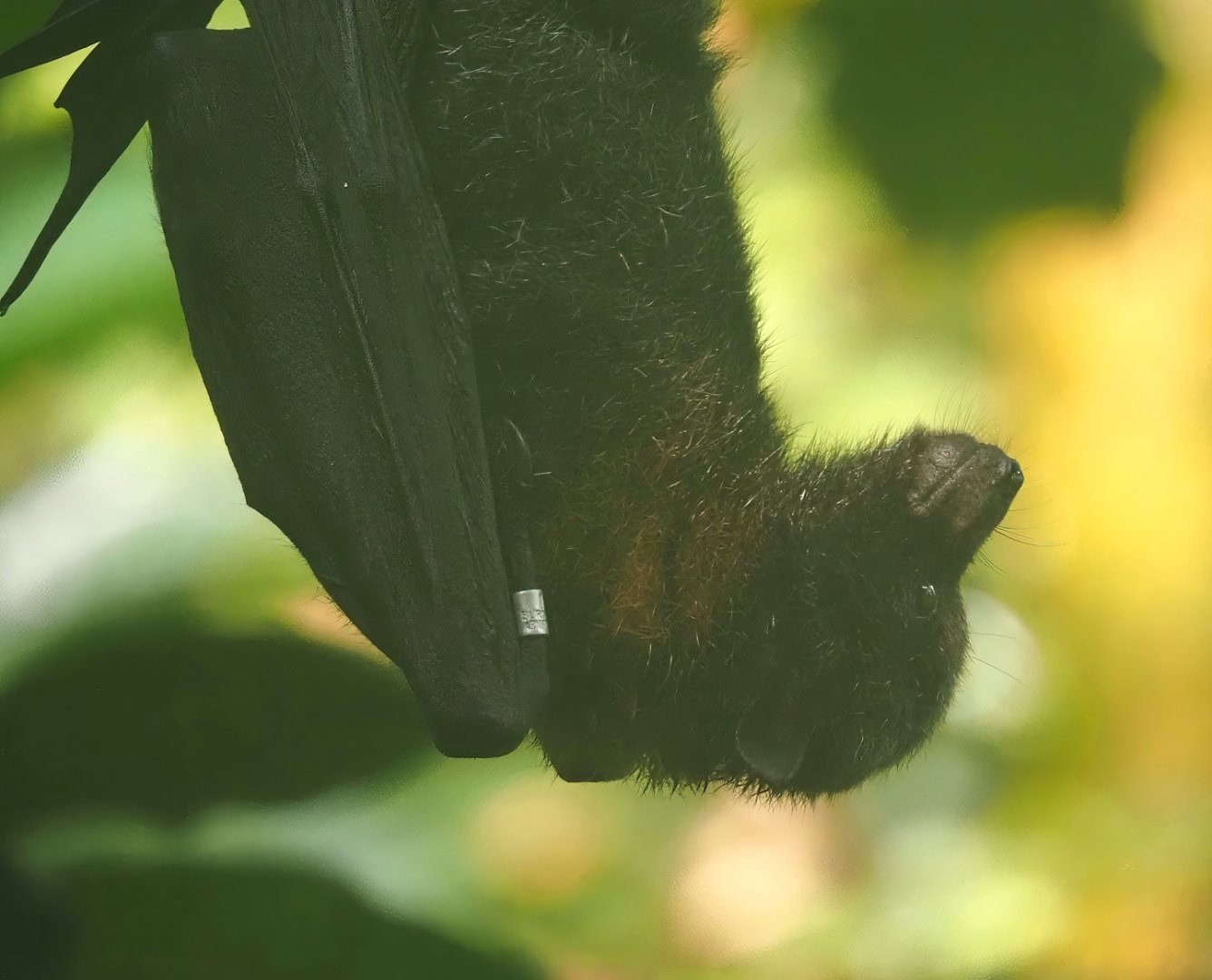 Rodriguez flying fox (Pteropus rodricensis), 2025-05-17