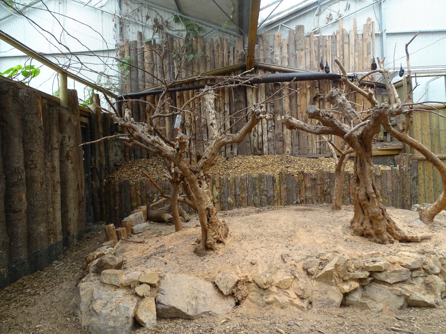 Rodriguez flying fox (Pteropus rodricensis) and radiated tortoise (Astrochelys radiata) exhibit