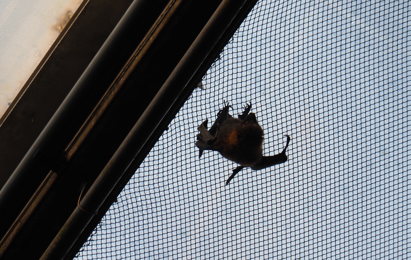 Rodriguez flying fox (Pteropus rodricensis), Sep 16th, 2018