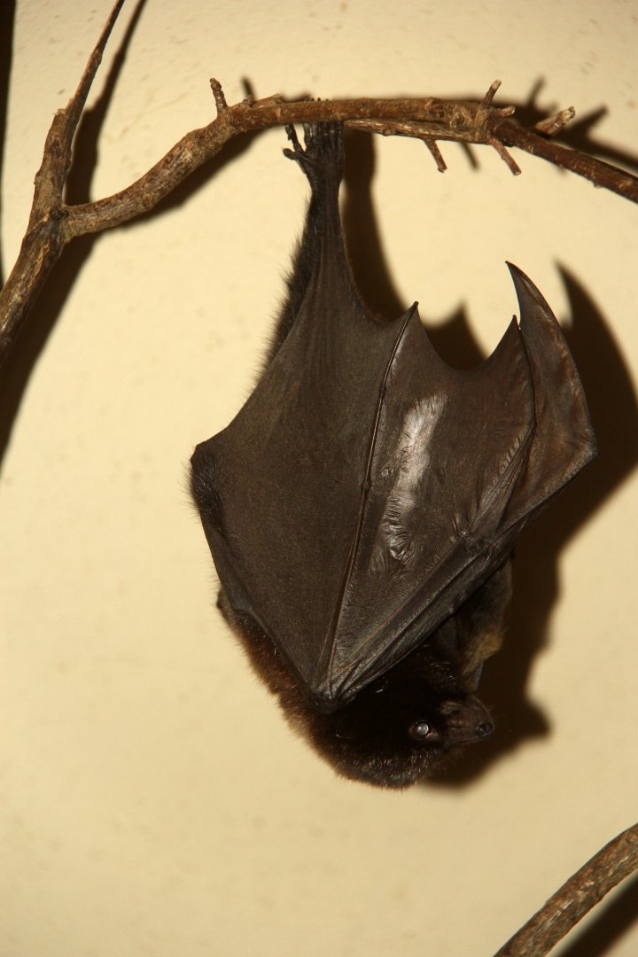 Rodriguez flying fox (Pteropus rodricensis)