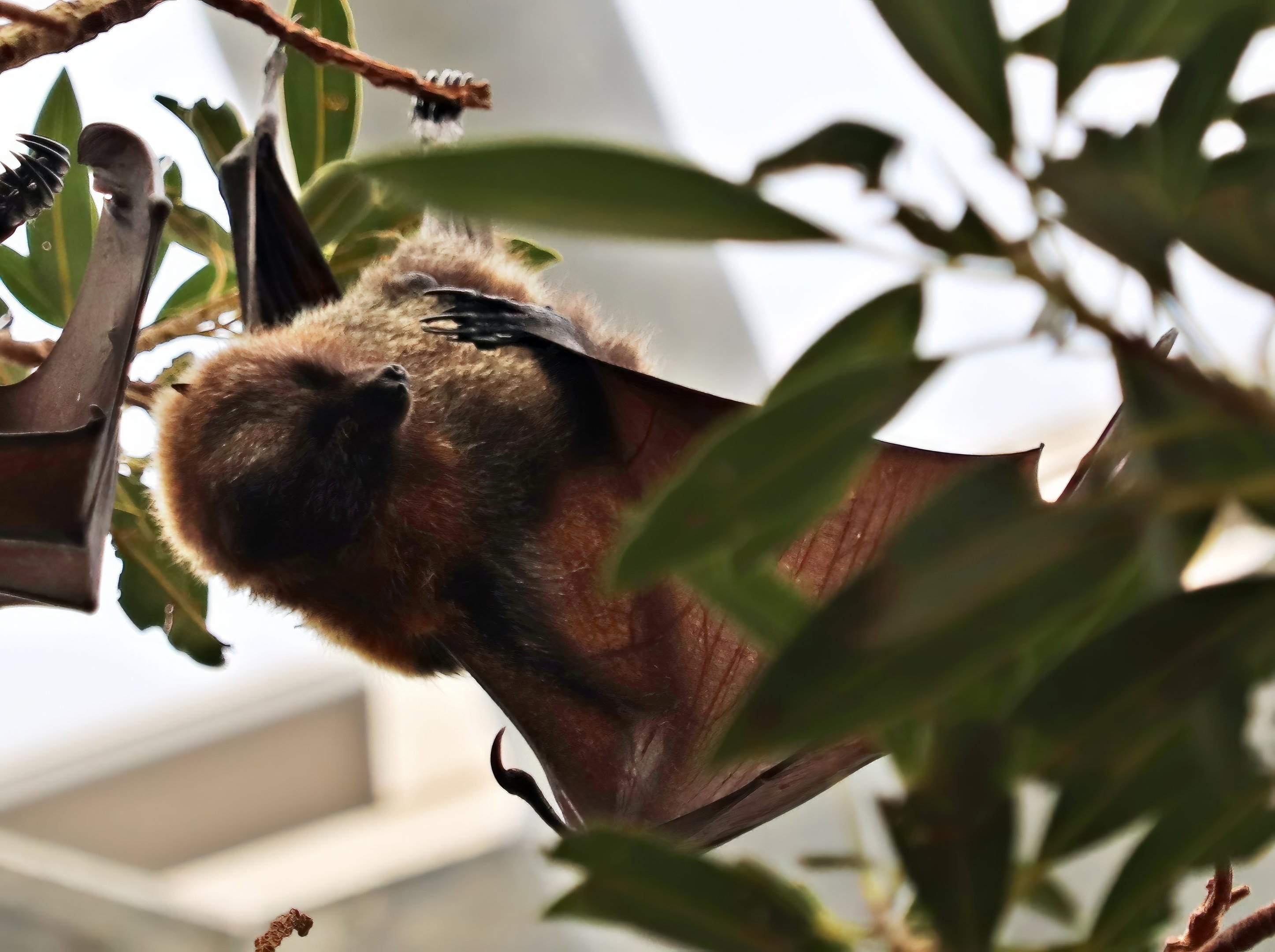 Rodriguez flying fox (Pteropus rodricensis)