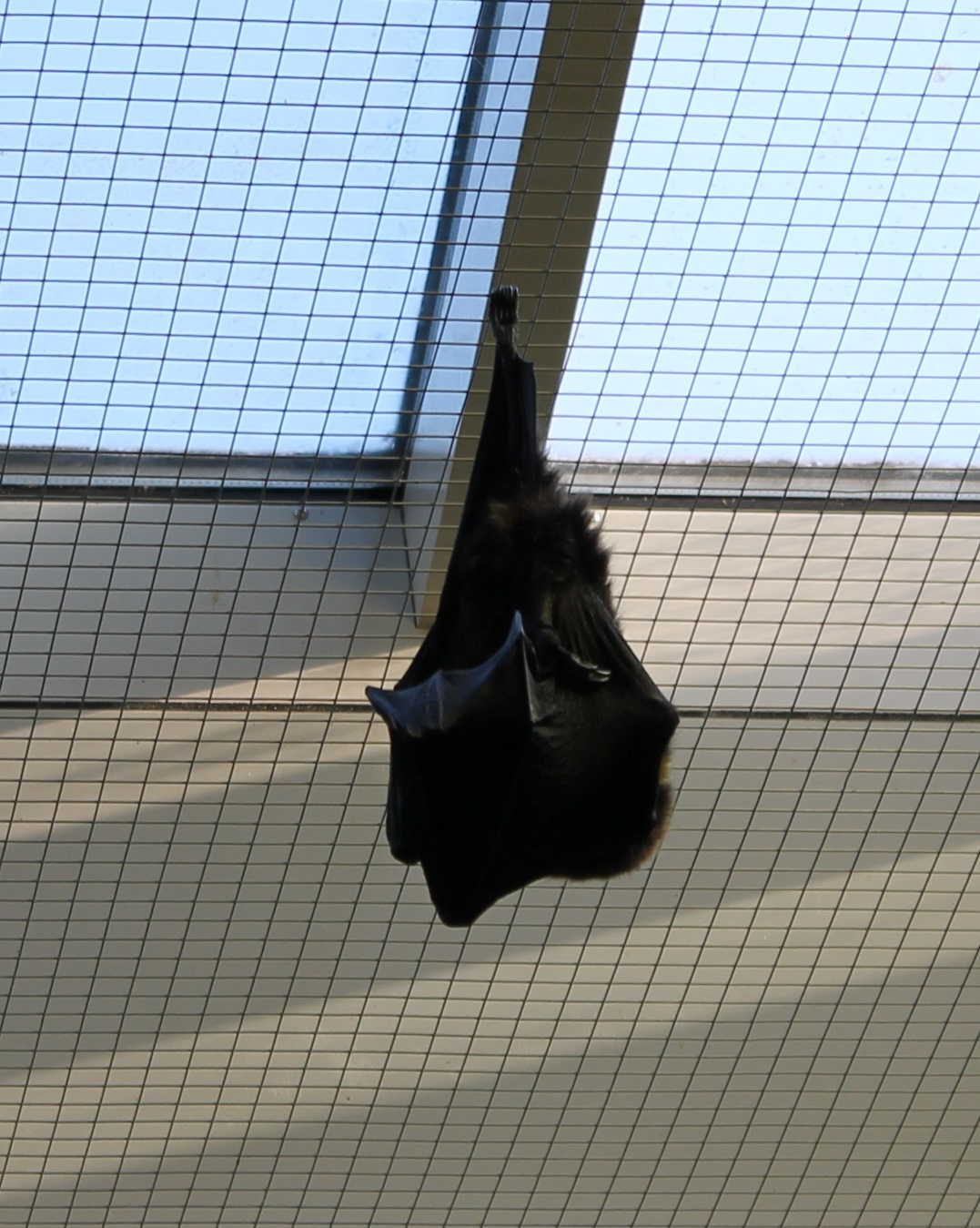 Rodriguez flying fox