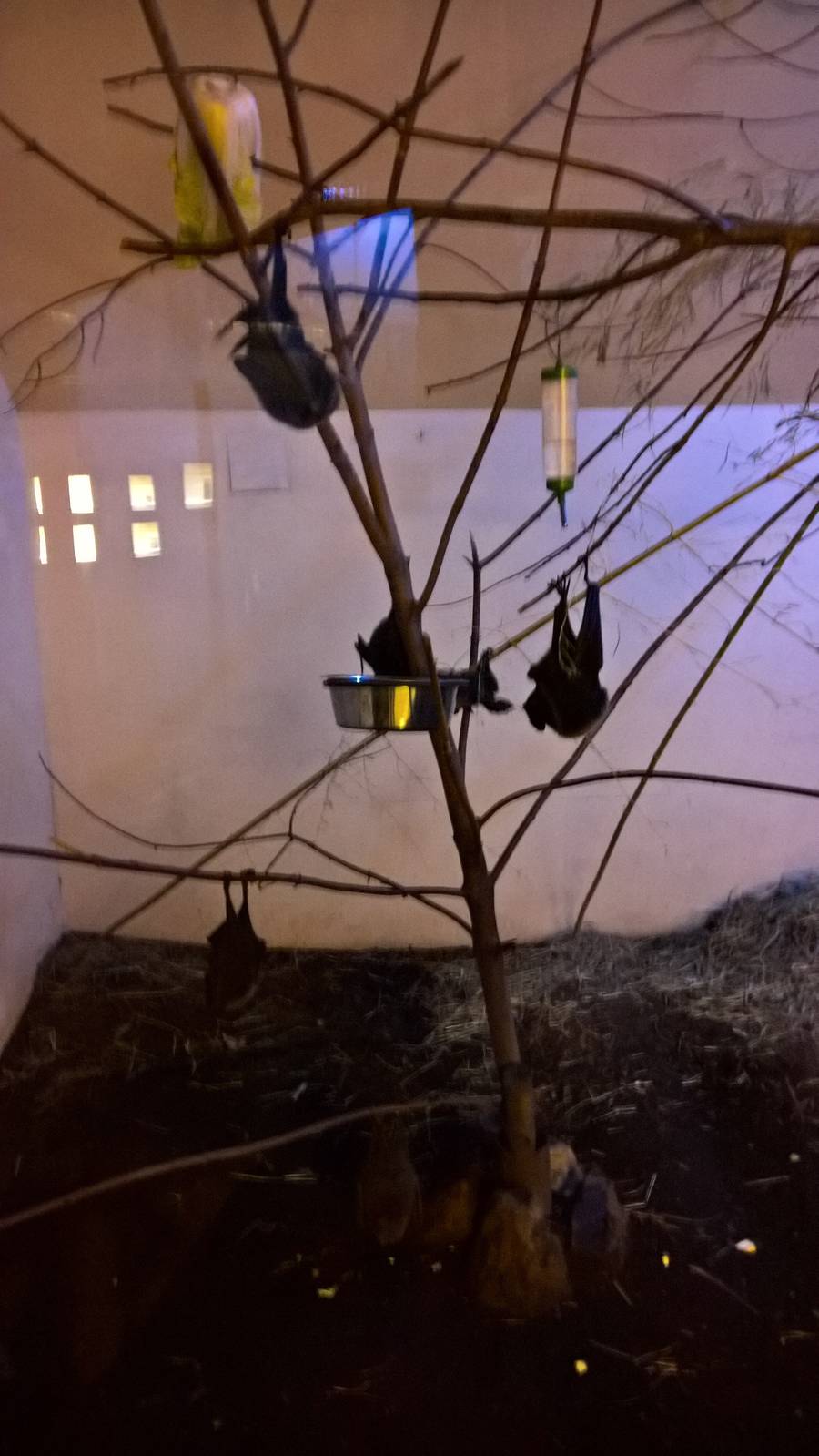 Rodriguez flying fox