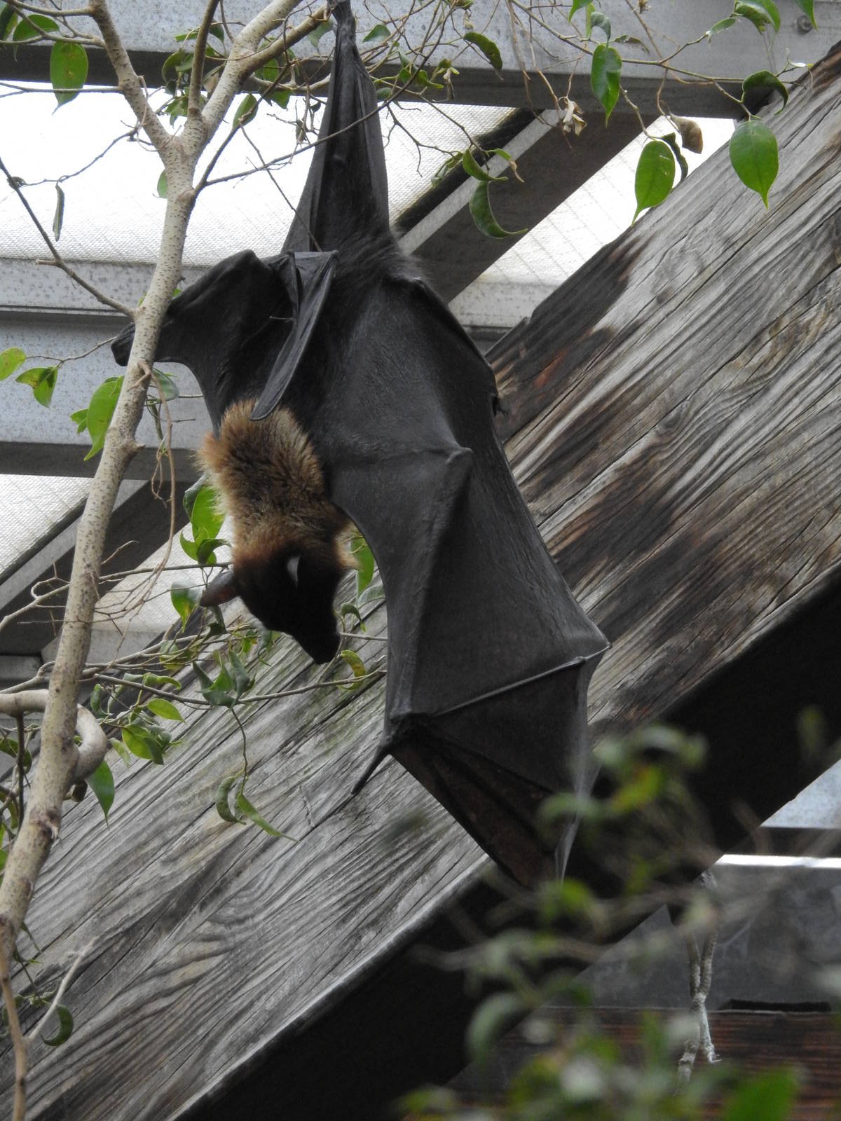 Rodriguez Flying Fox