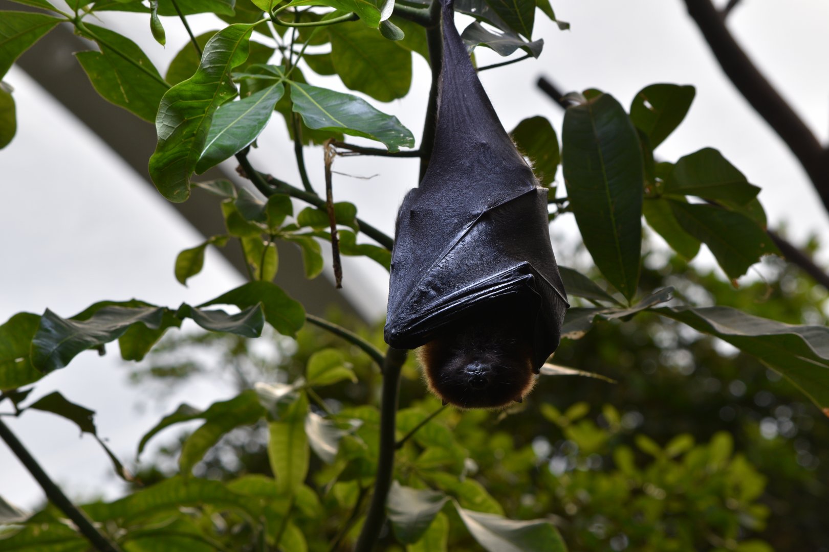 Rodriguez flying fox