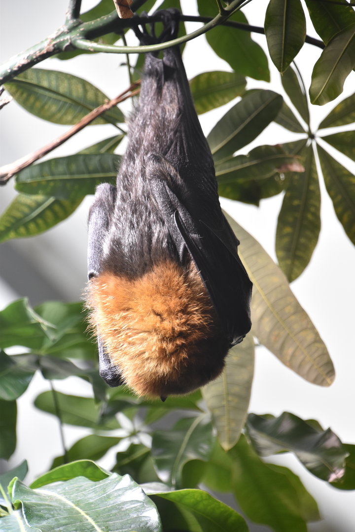 Rodriguez flying fox