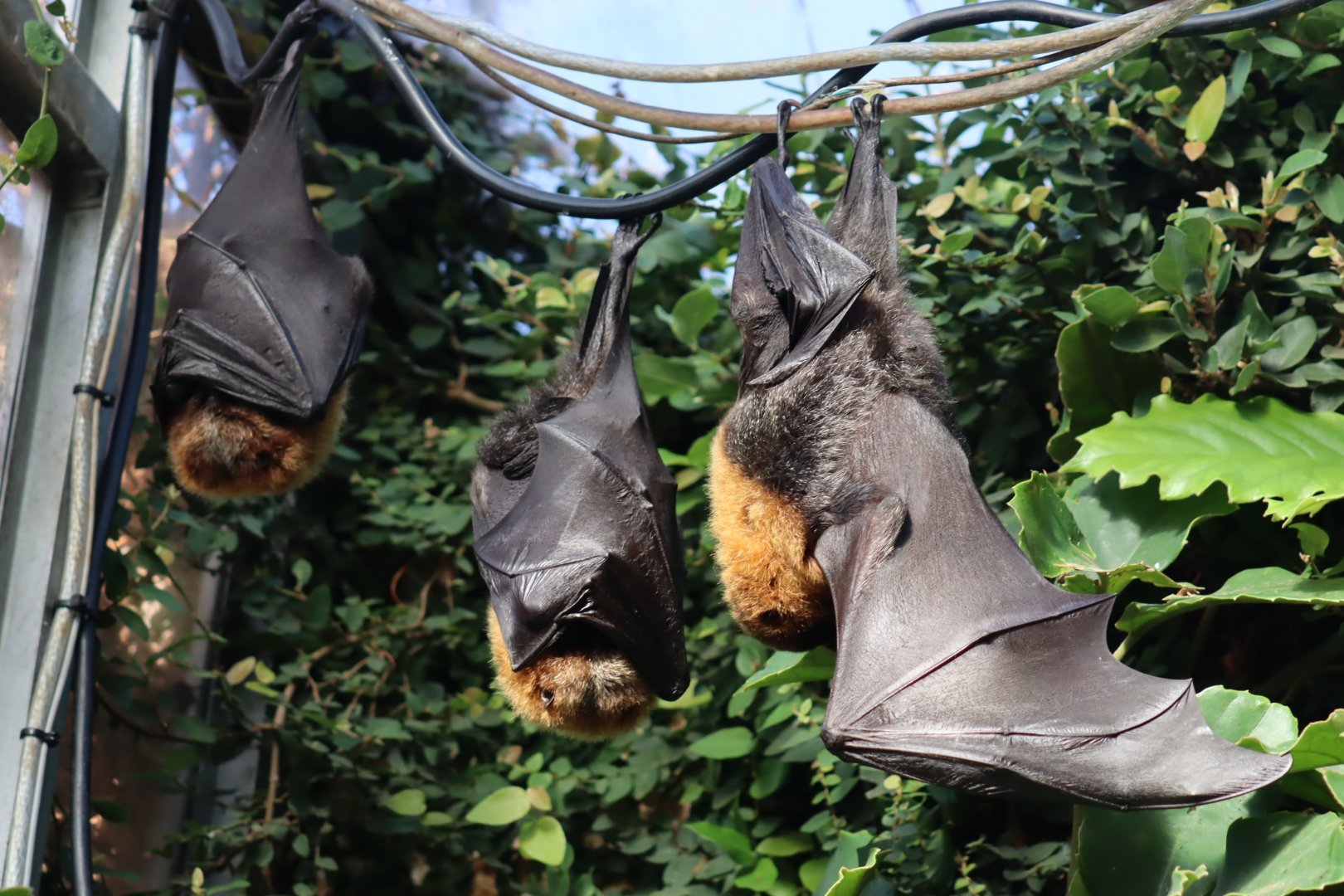 Rodriguez Flying Fox