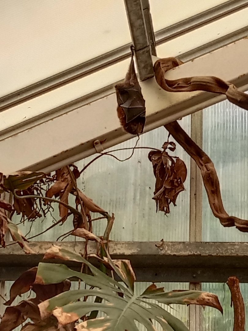 Rodriguez flying fox