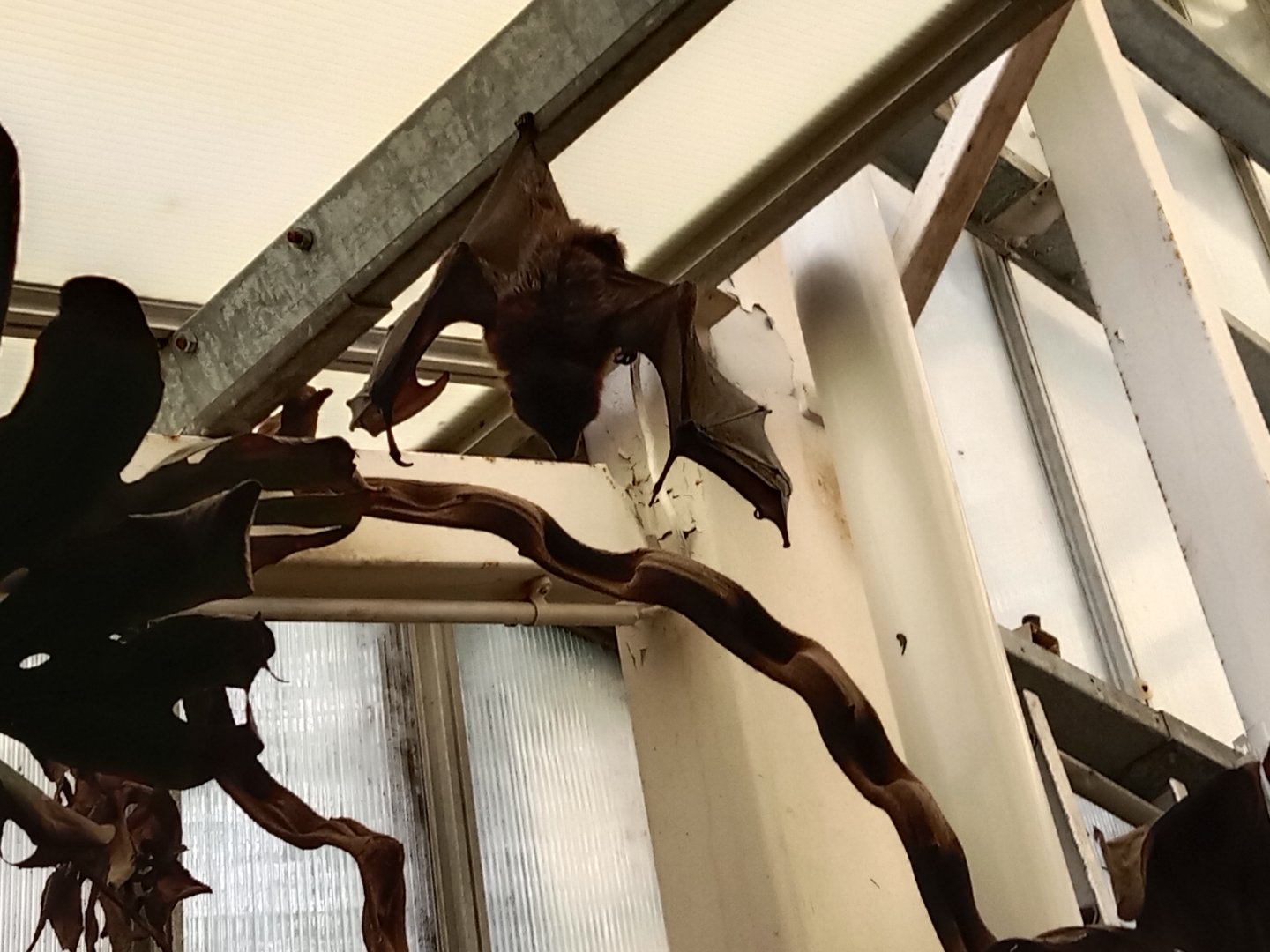 Rodriguez flying fox