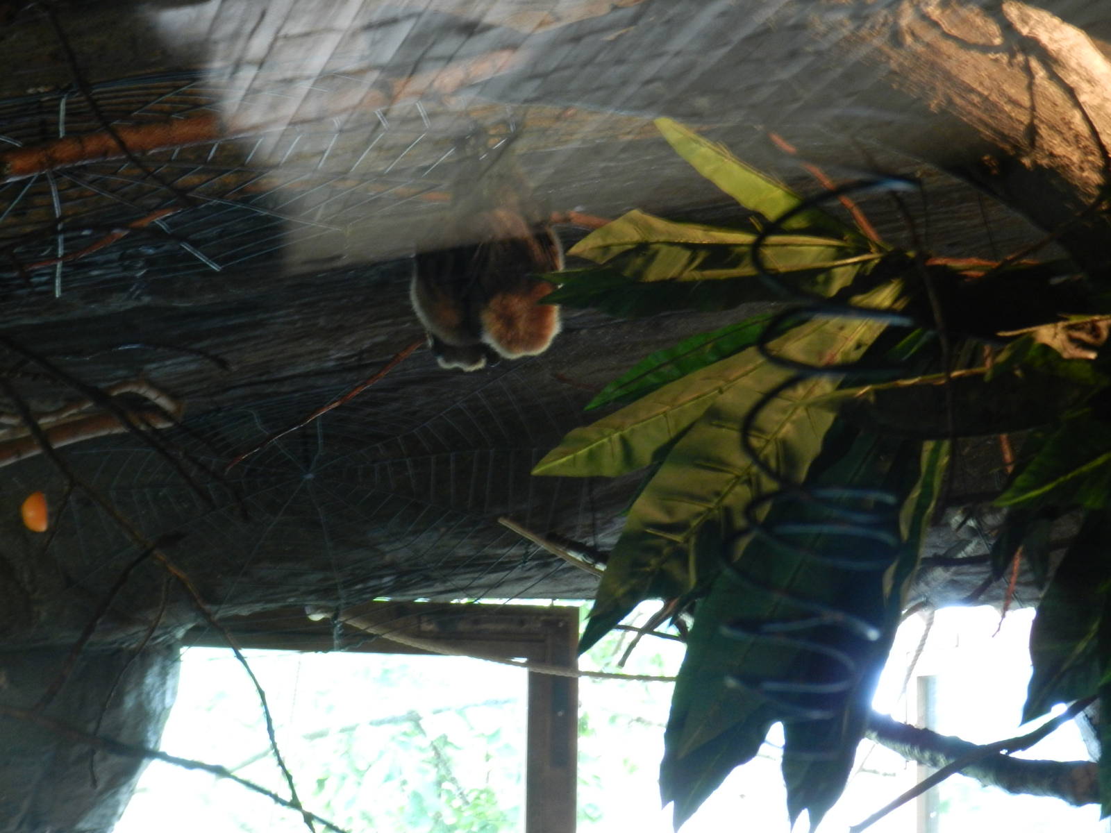 Rodriguez Flying Foxes at Flamingo Land - 14/10/2012