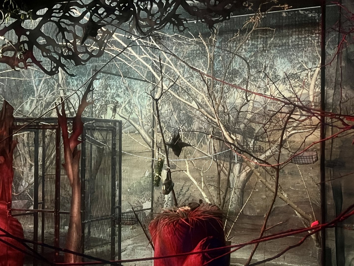 Rodriguez Fruit Bat Exhibit