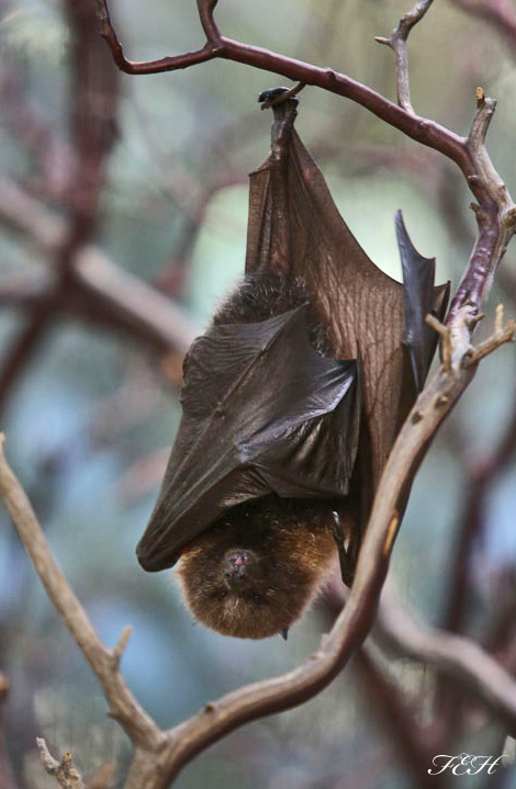 rodriguez fruit bat