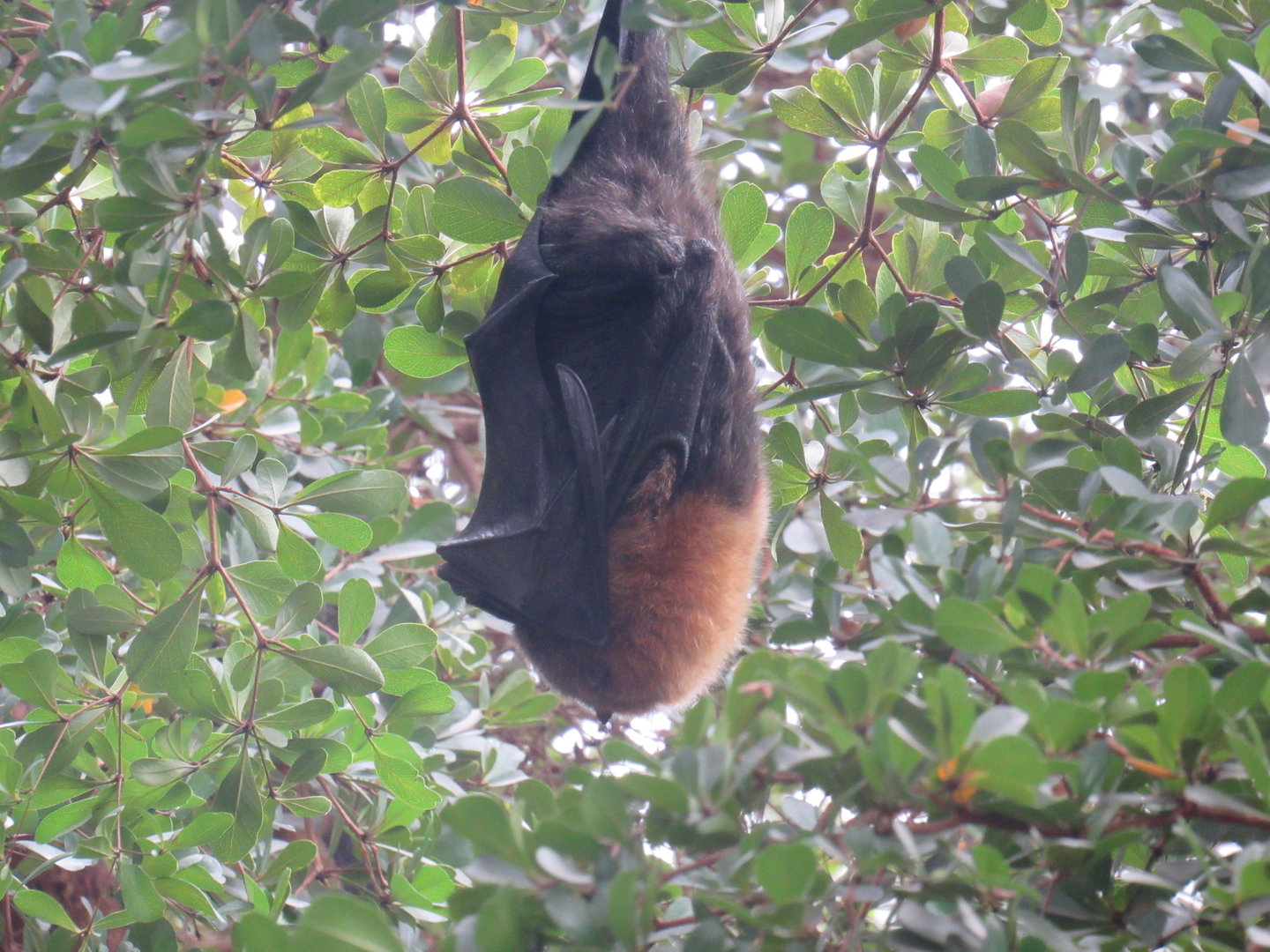 Rodriguez Fruit Bat